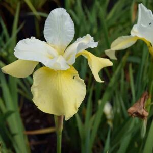 Iris sibirica 'Butter and Sugar' ---